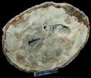 Araucaria Petrified Wood Slab - x #6774-1